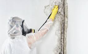 Best Biohazard Mold Removal in Exeter, CA